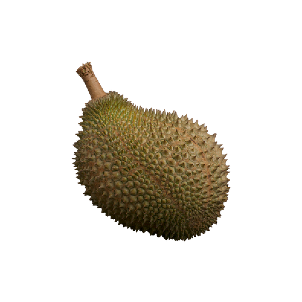 Fresh Whole Durian Fruit