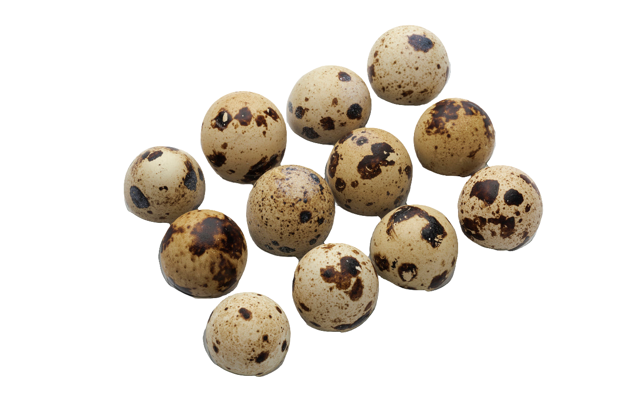 Fresh Quail Eggs 1 Dozen