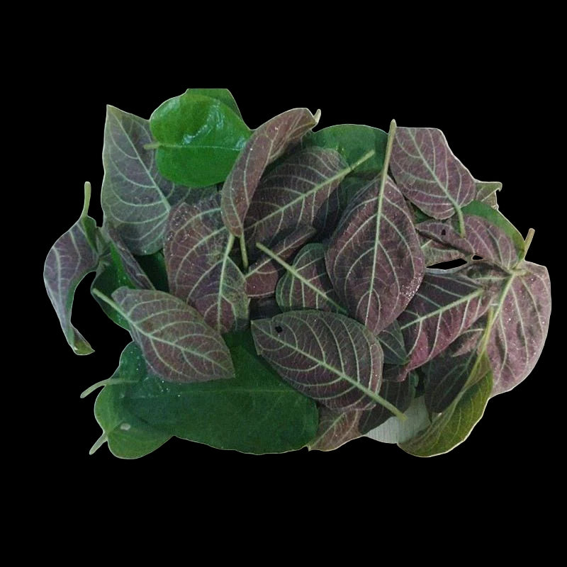 La Mo Long Chua Benh Duong Ruot