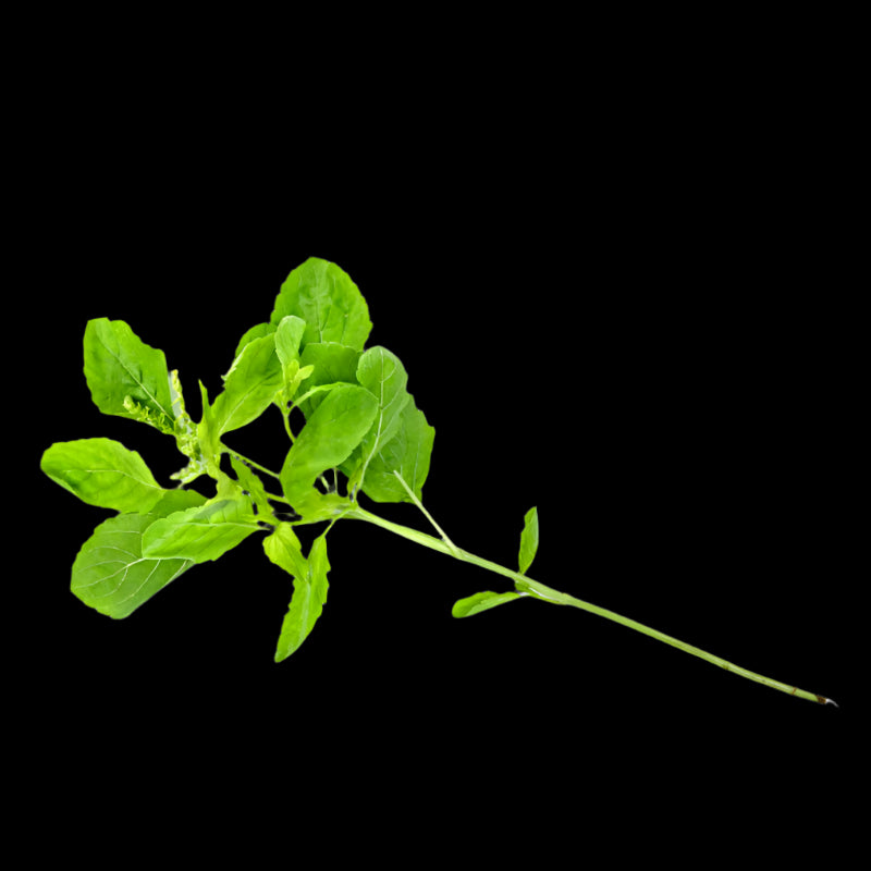 Húng quế tươi của Thái