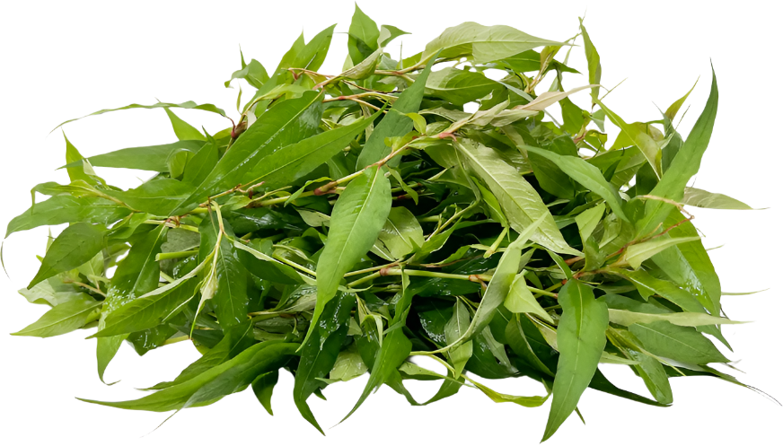 Vietnamese-coriander Also Known As Laksa Leaves/Ram Rau Leaves/Laksa Leaves