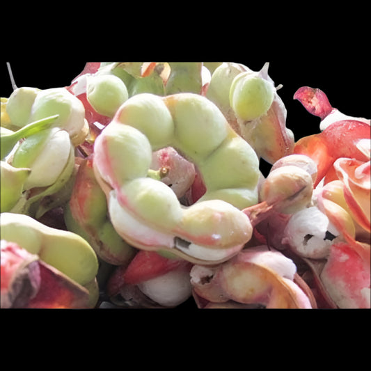 Manilla Tamarind