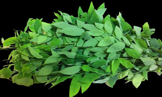 PakWan Sauropus RauNgot 200g