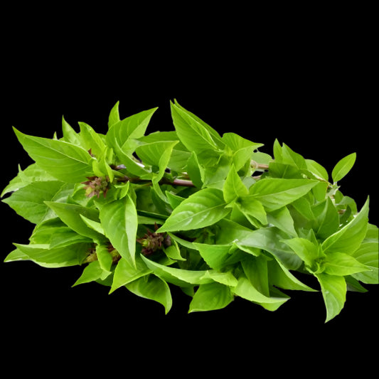 Thai Sweet Basil Basil