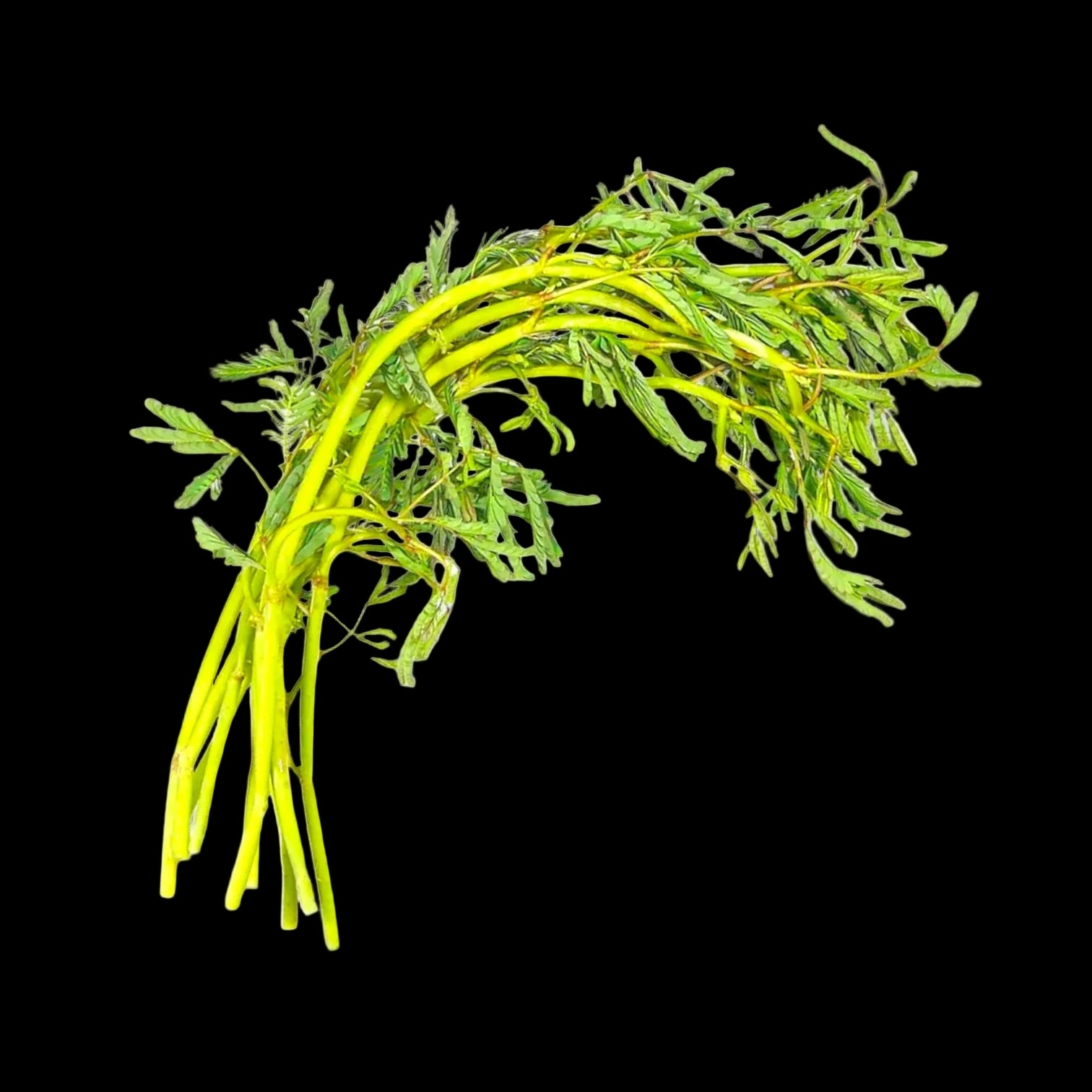 Fresh Water Mimosa 200g