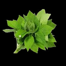 Fresh Kinh Gioi 100g