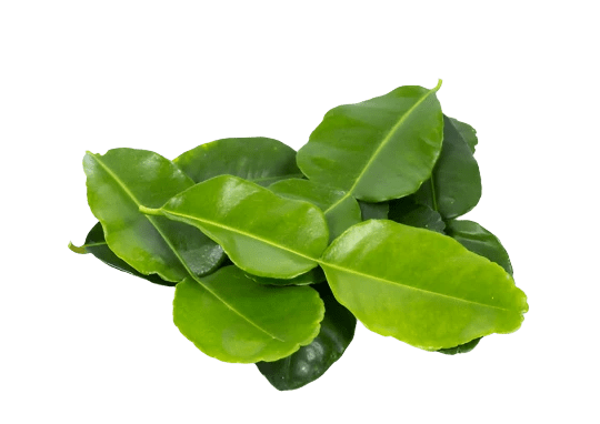 Kafir Lime Leaves - The Tasty Wok