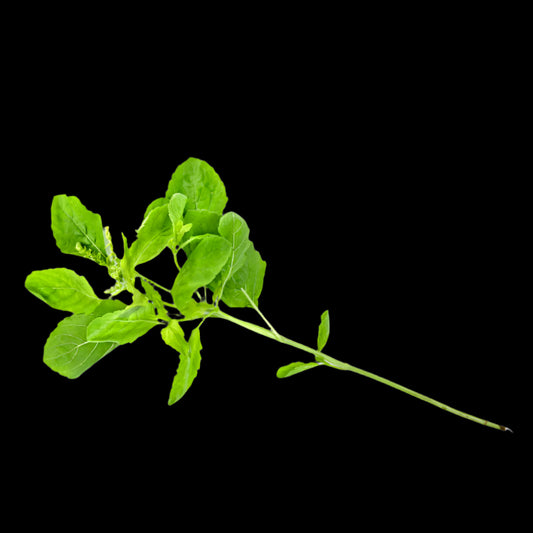 Fresh Thai Holy Basil