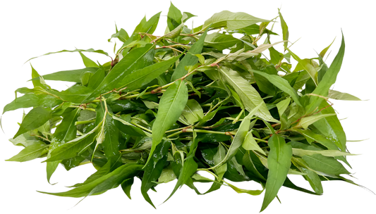 Vietnamese-coriander Also Known As Laksa Leaves/Ram Rau Leaves/Laksa Leaves